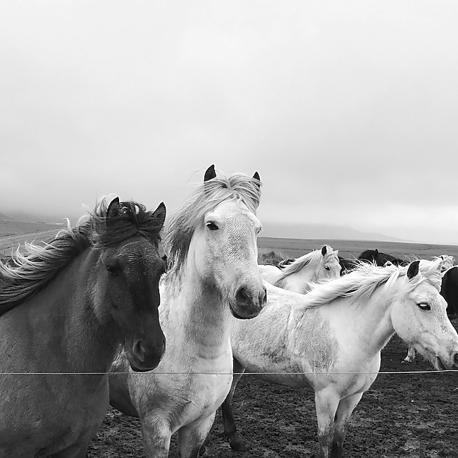 iceland_horses