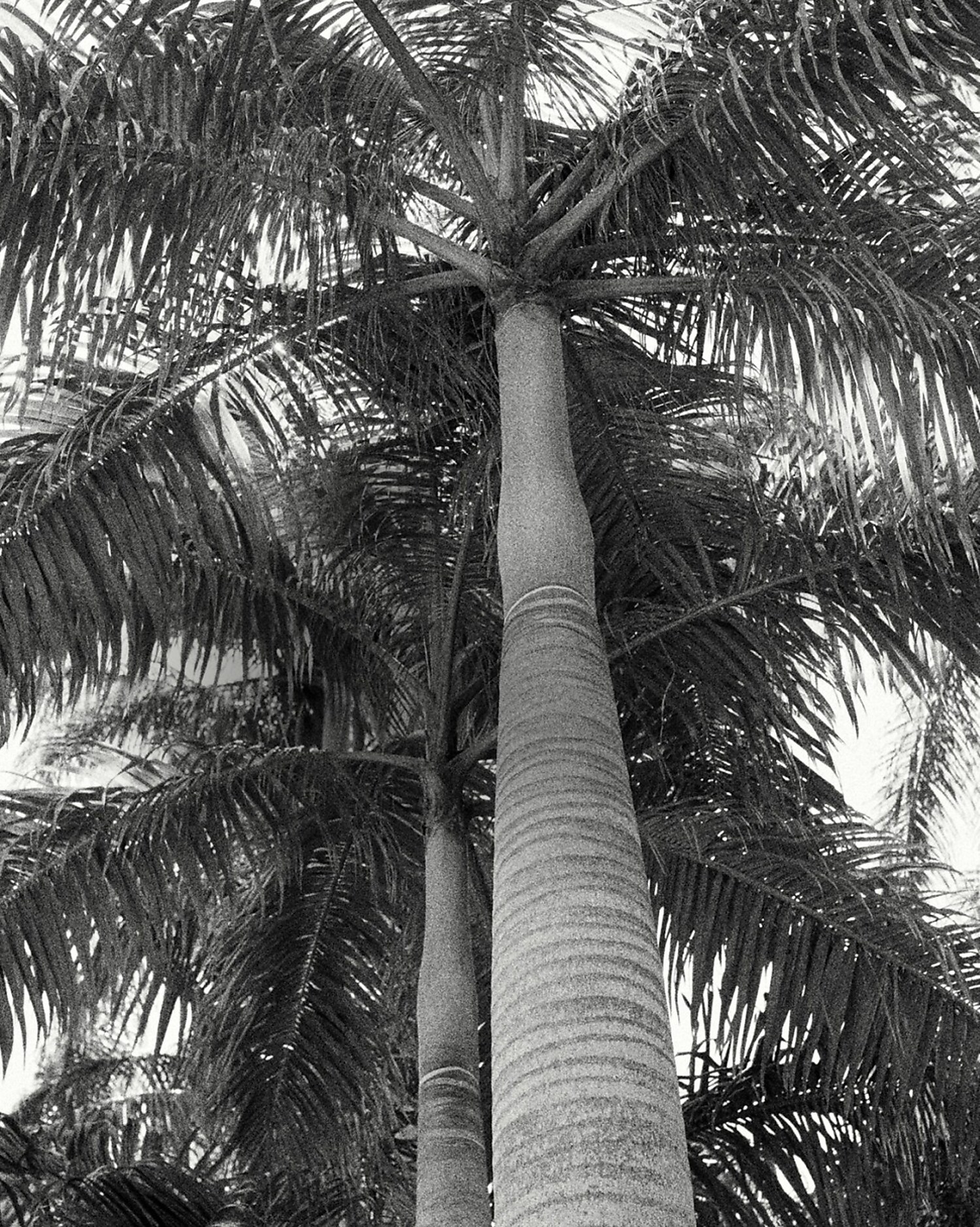 man standing in front of a parachute  with classic beige shorts, white top, and a beige shirt