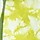 SPROUT GREEN