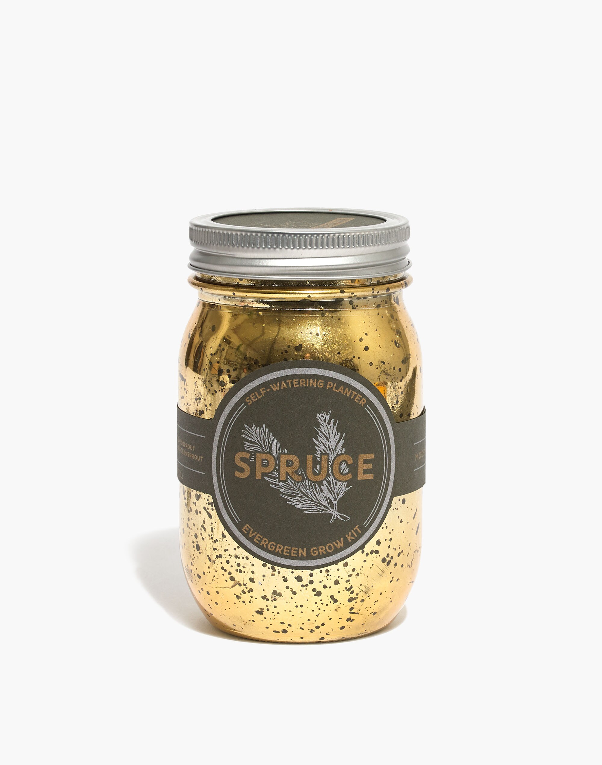 Modern Sprout&reg; Spruce Growing Kit