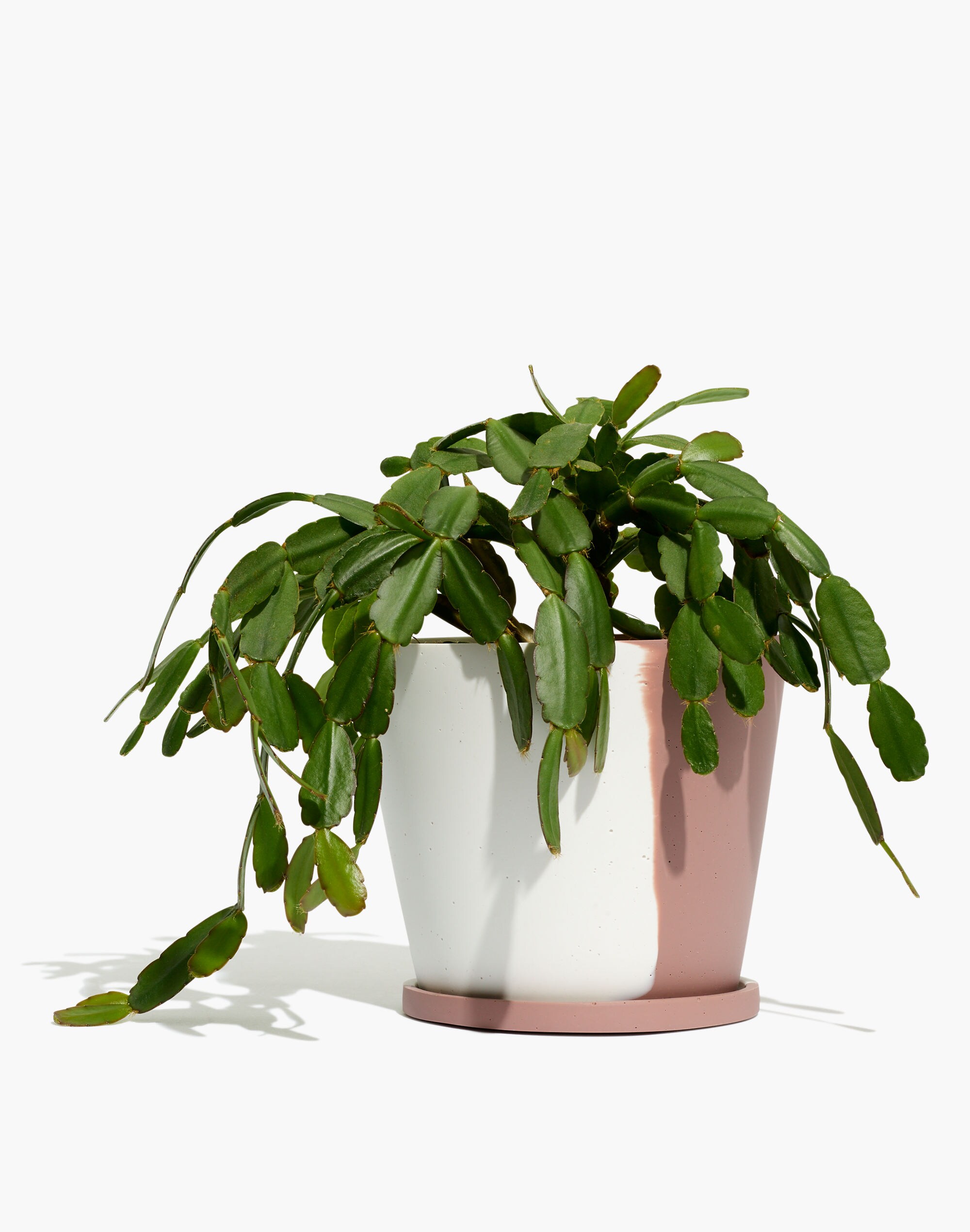 Madewell x Capra Designs Small Terrazzo Pot