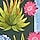 DESERT FLORA