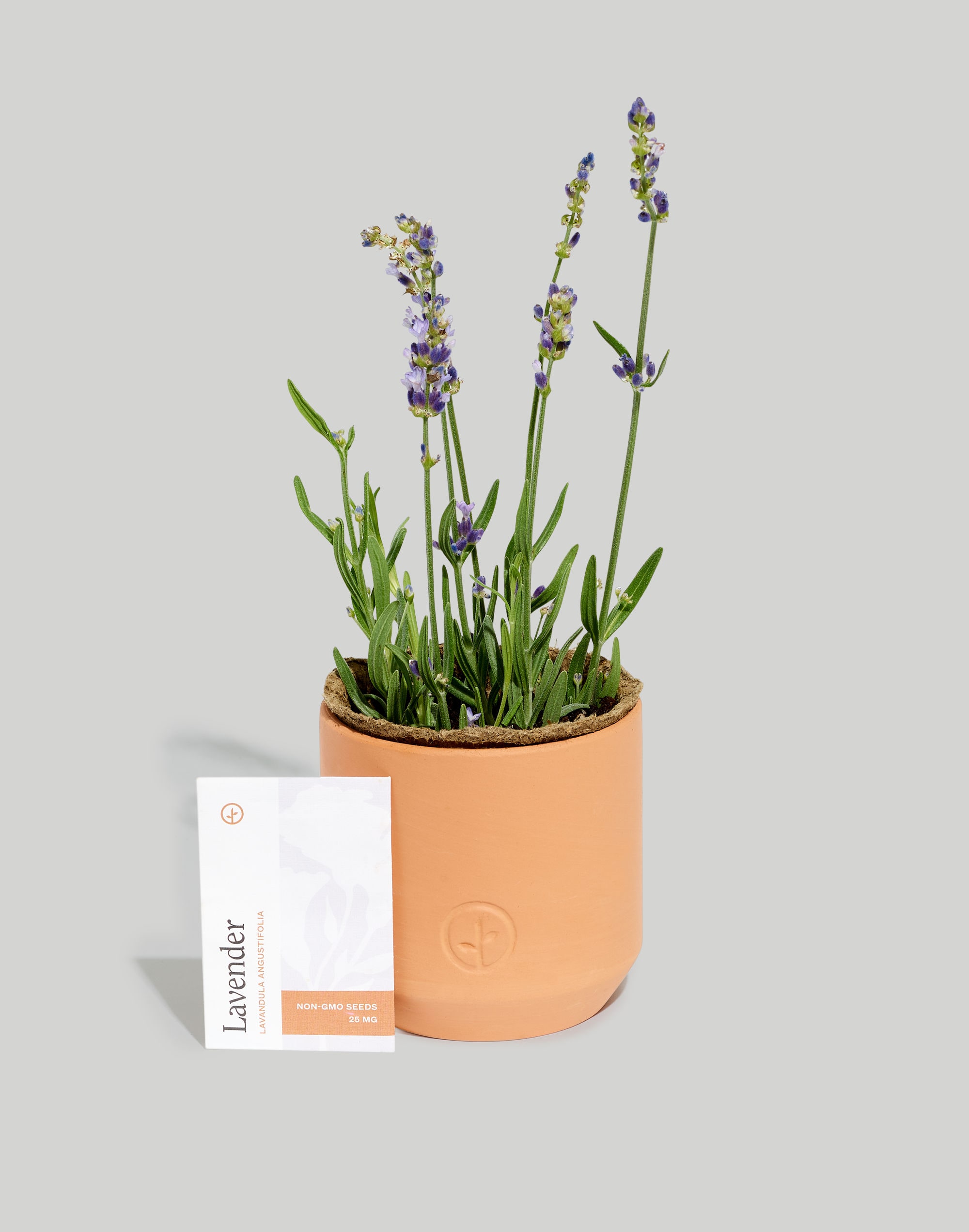 Modern Sprout&reg; Live Well Lavender Tiny Terracotta Grow Kit