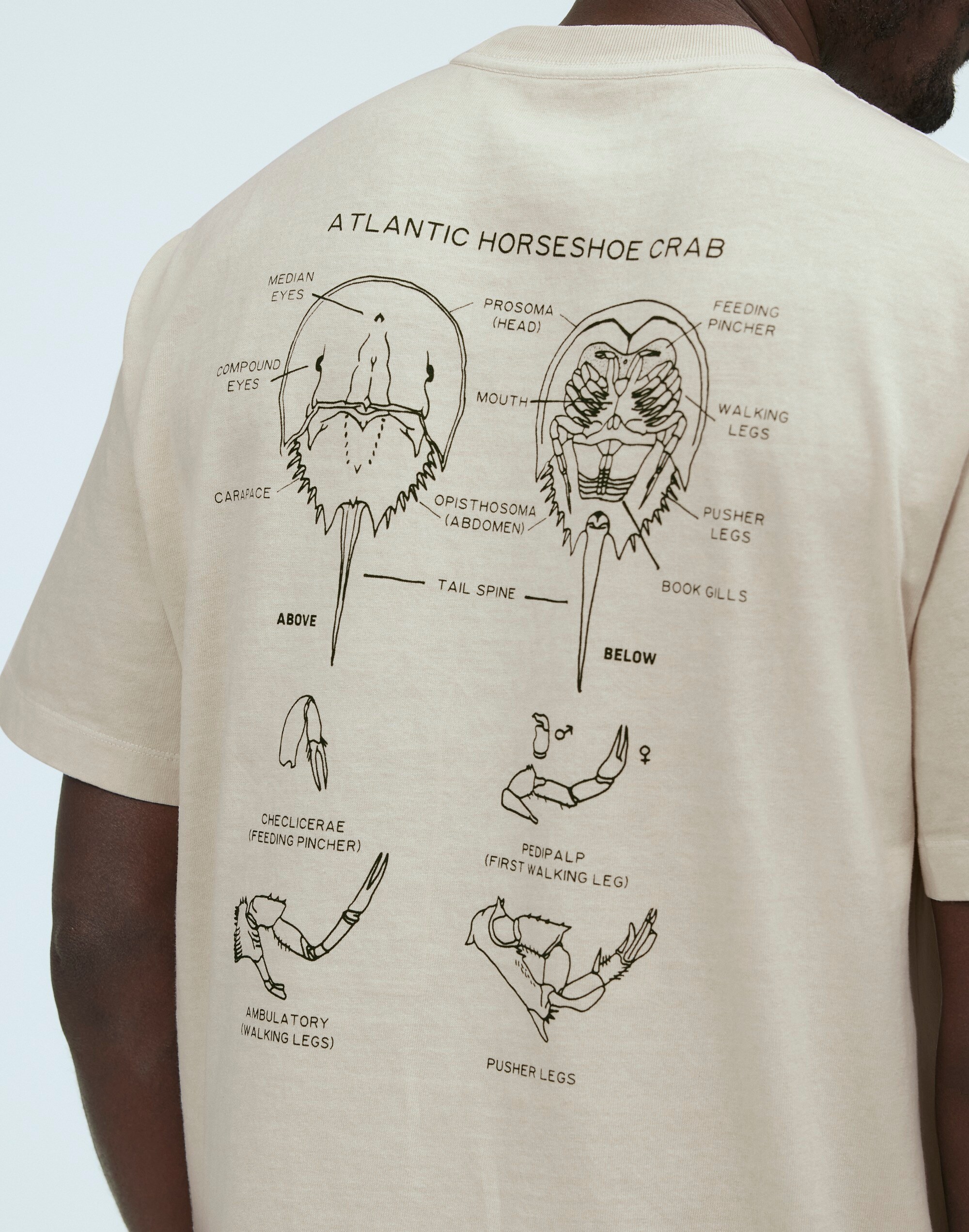 Madewell x William Ellery Convertible Kite Graphic Tee